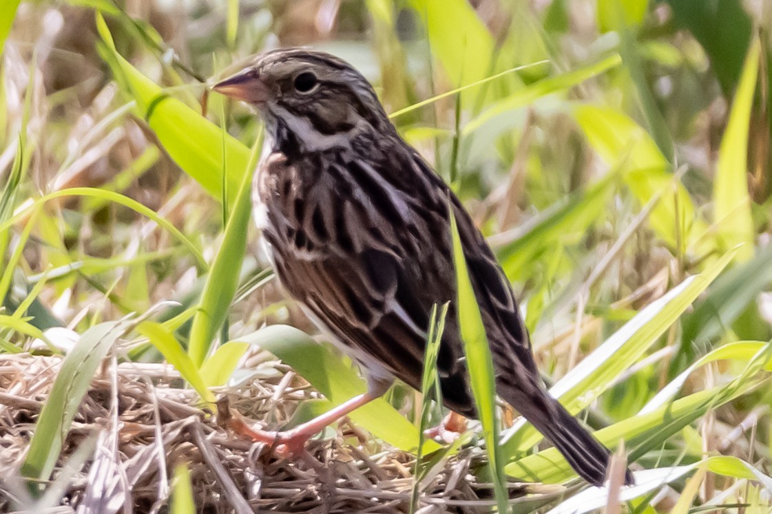 strnadec luční - ML647152041