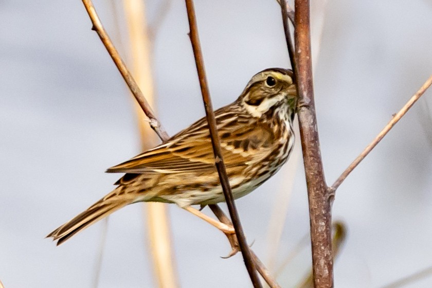 strnadec luční - ML647152042