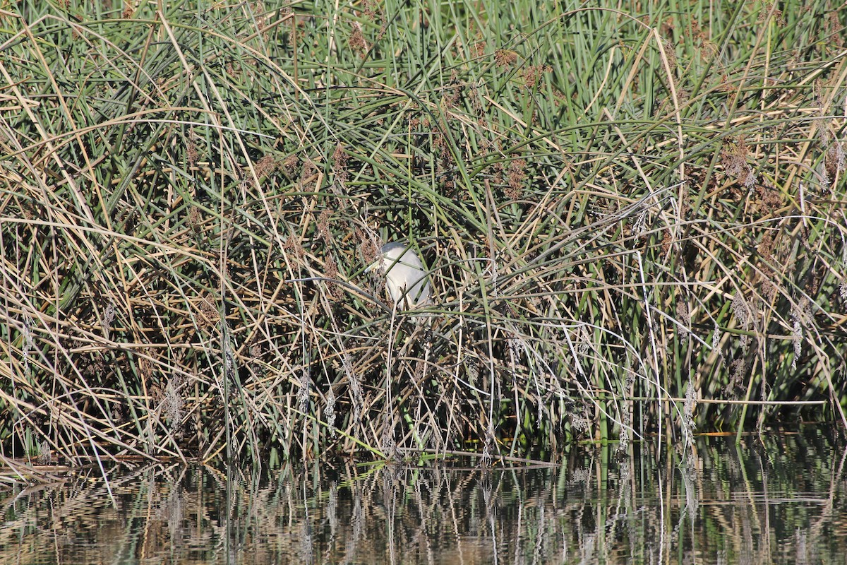 Black-crowned Night Heron - ML647152062