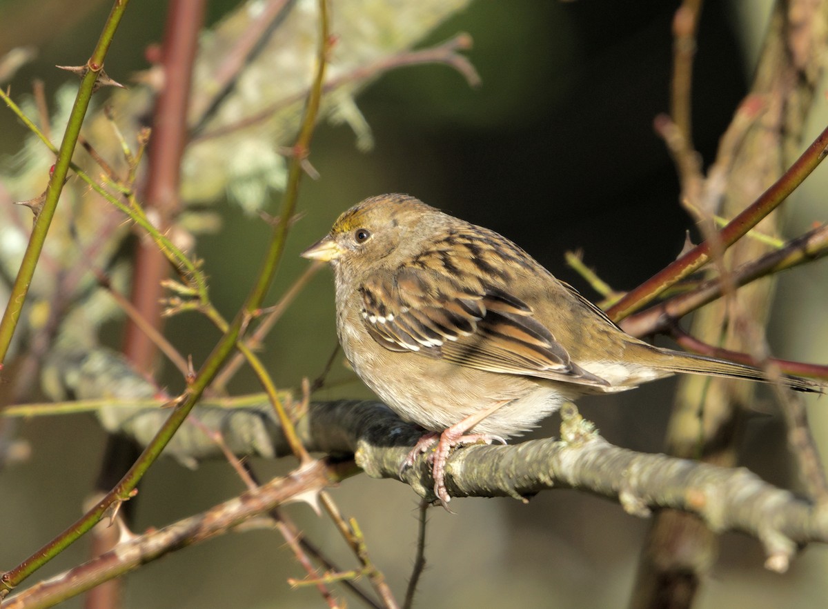Golden-crowned Sparrow - ML647152064