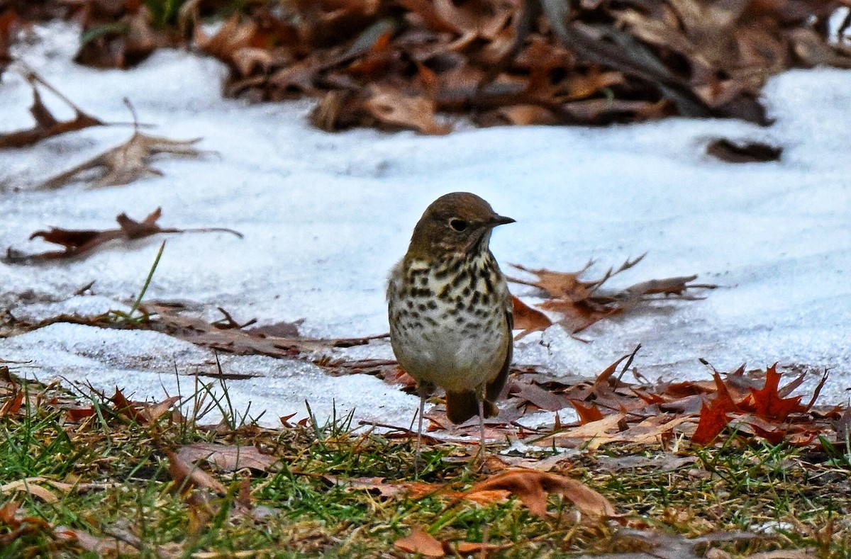 קיכלי חלוד-זנב - ML647152066