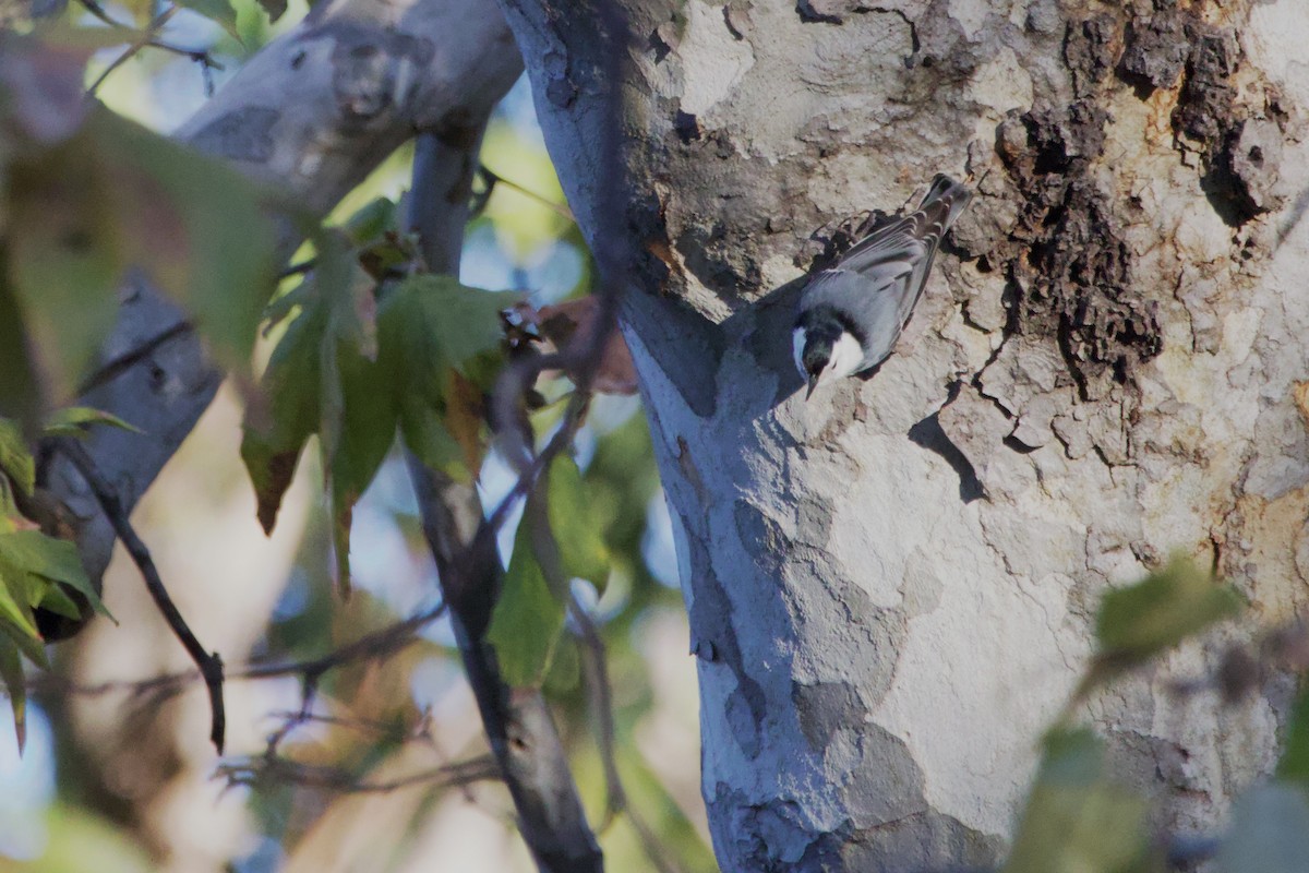 White-breasted Nuthatch - ML647152067
