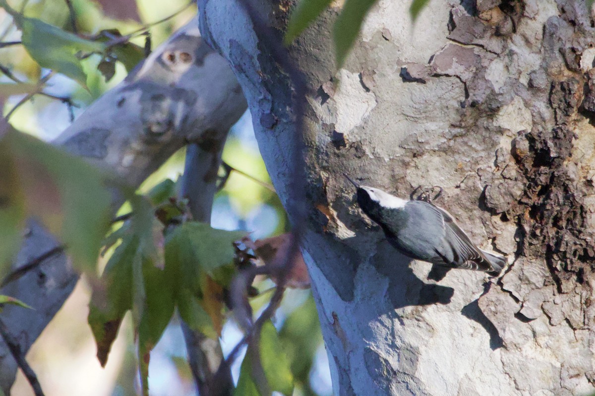 White-breasted Nuthatch - ML647152068