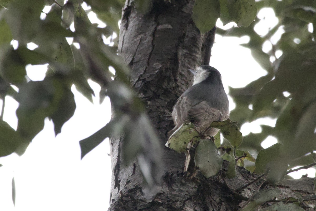 White-breasted Nuthatch - ML647152069
