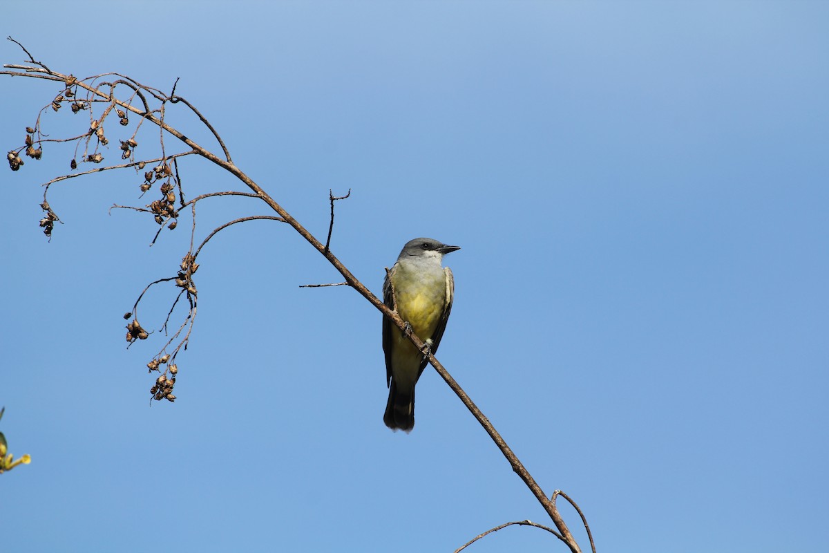 Cassin's Kingbird - ML647152071