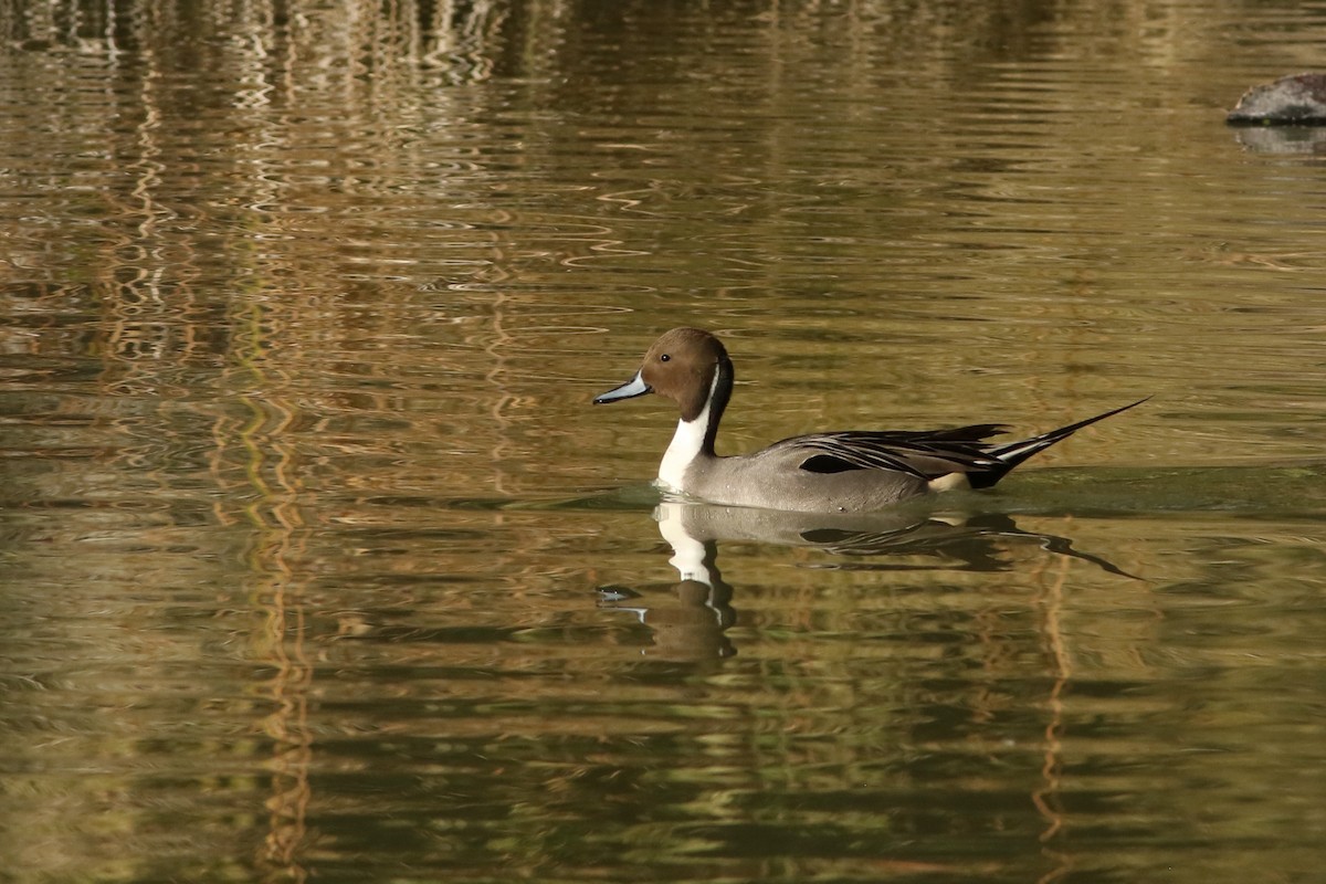 Шилохвость - ML647152072