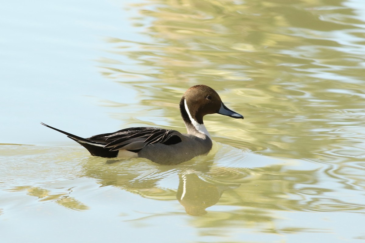 Шилохвость - ML647152074