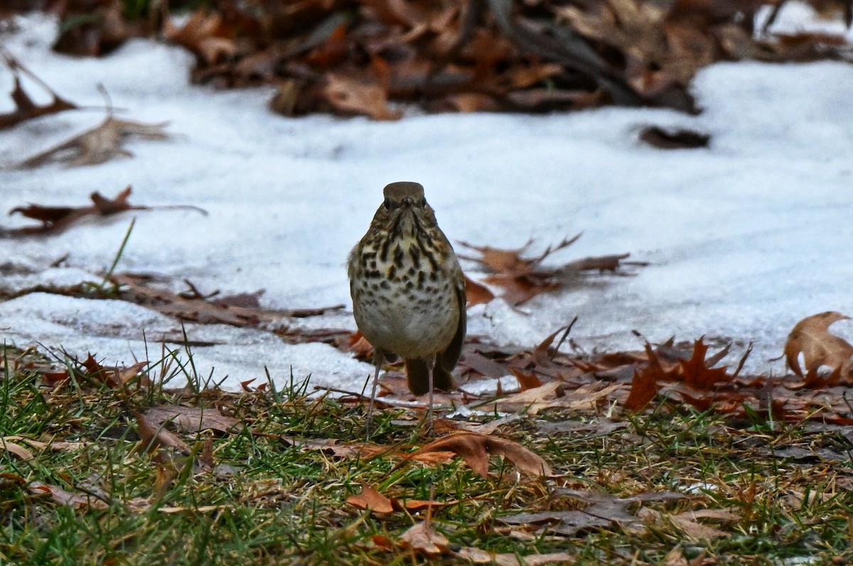 קיכלי חלוד-זנב - ML647152081