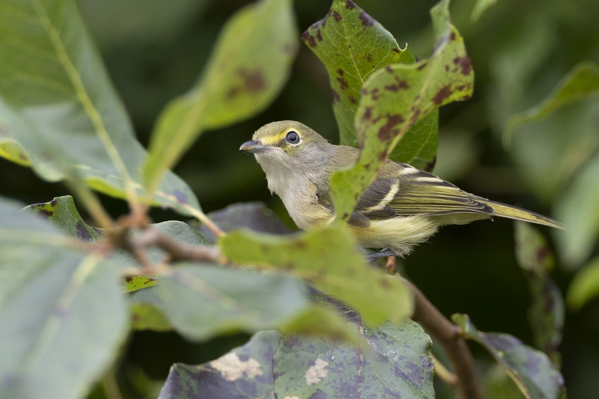 ויראו לבן-עין - ML647152082