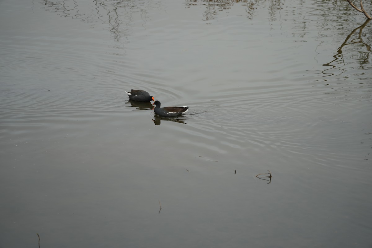 Курочка латиноамериканська - ML647152086