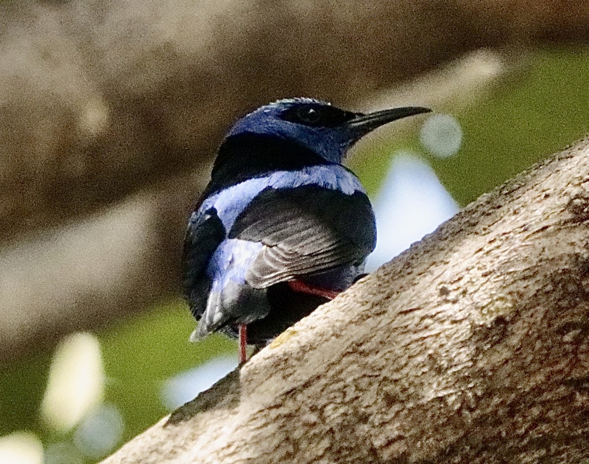 Танагра-медоїд бірюзова - ML647152088