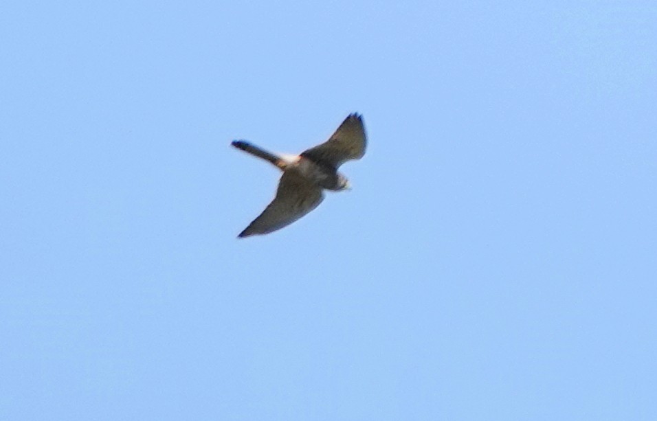 Eurasian Kestrel - ML647152092