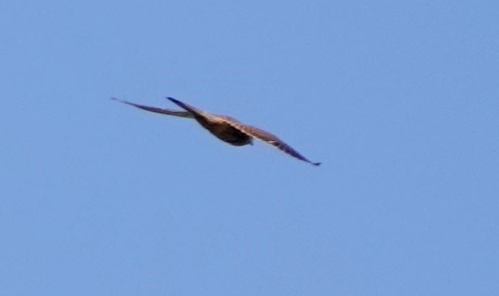 Eurasian Kestrel - ML647152093