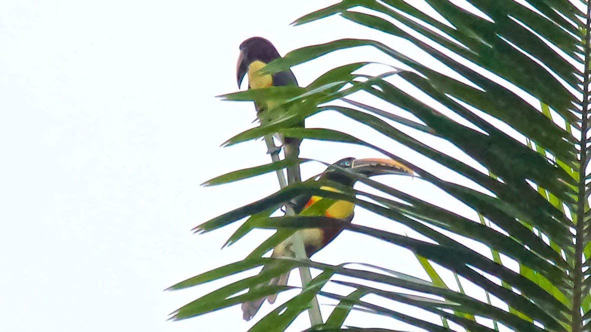 arassari hnědouchý - ML647152110