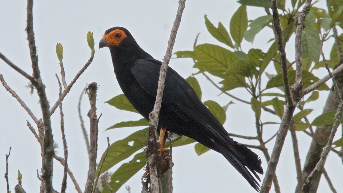 Siyah Karakara - ML647152130