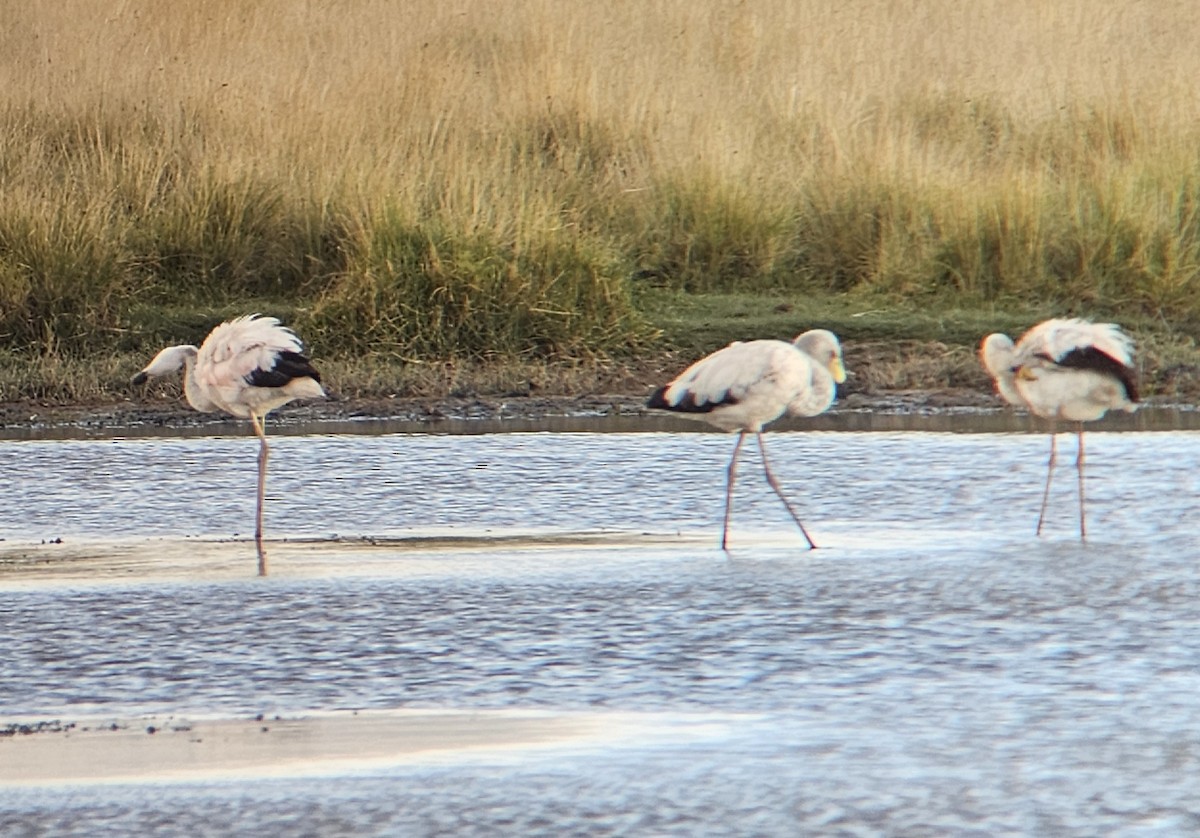 James's Flamingo - ML647152131