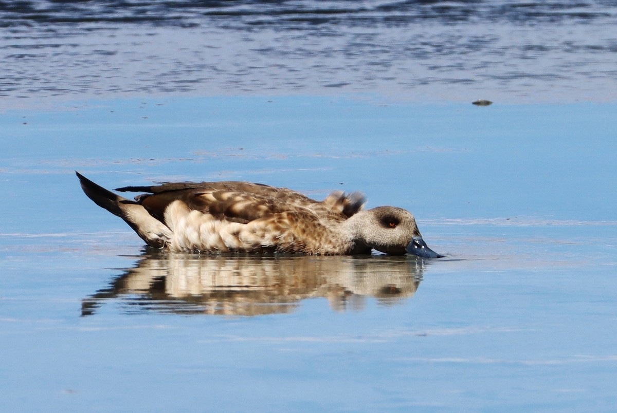 Crested Duck - ML647152138