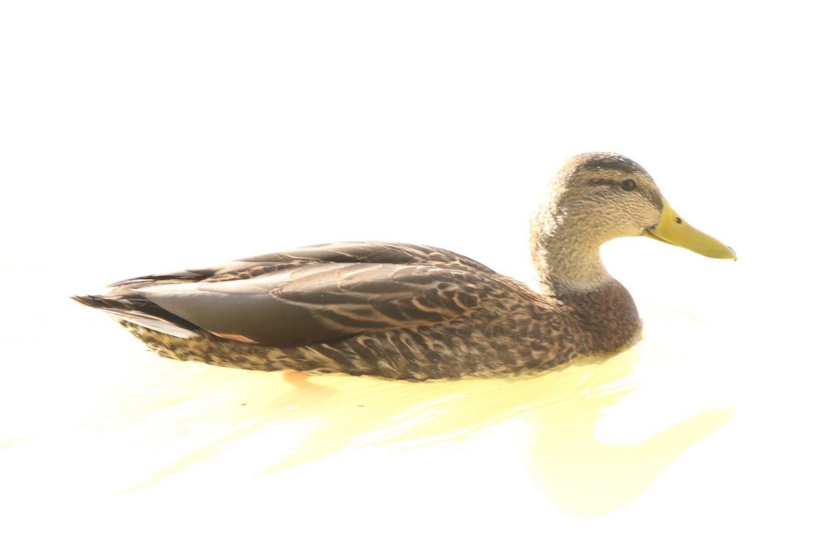 Мексиканская кряква - ML647152139