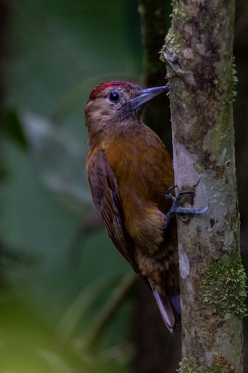 Kül Rengi Ağaçkakan - ML647152141