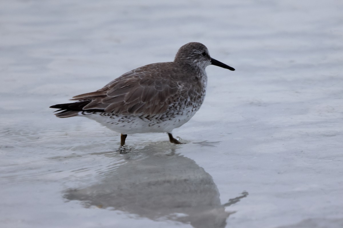 חופית להקנית - ML647152158