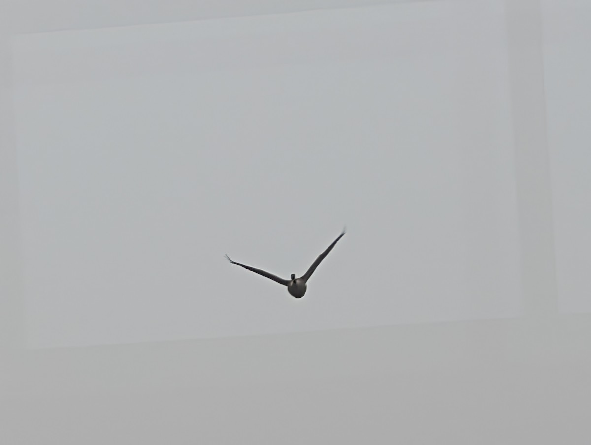 Canada Goose - ML647152160