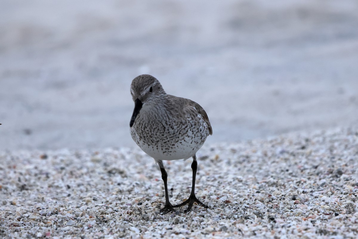 חופית להקנית - ML647152162
