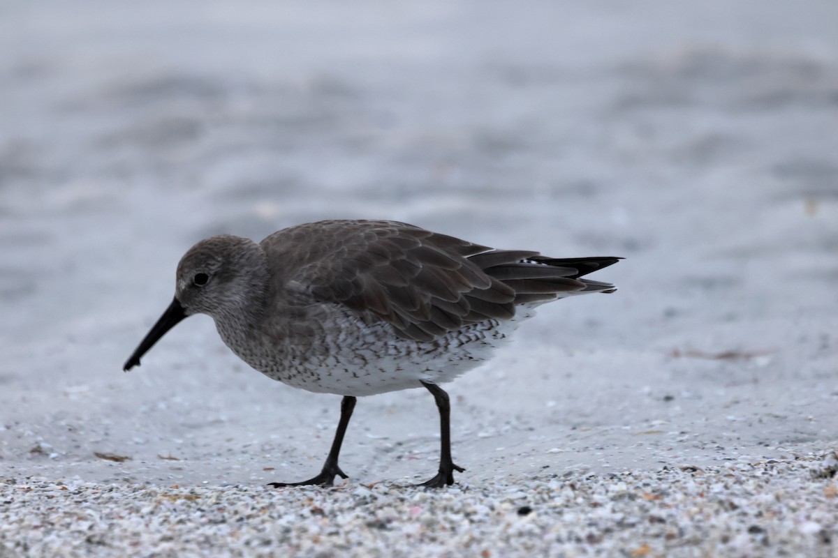 חופית להקנית - ML647152163