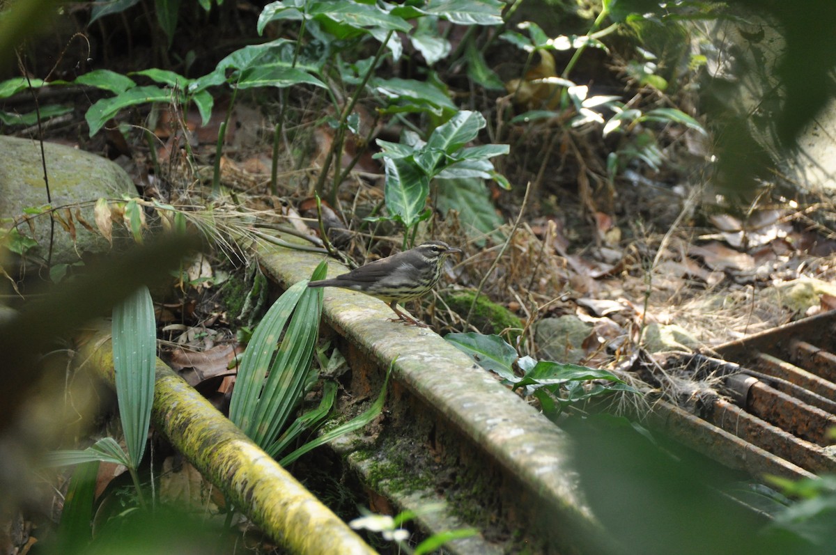 נחלית צפונית - ML647152170