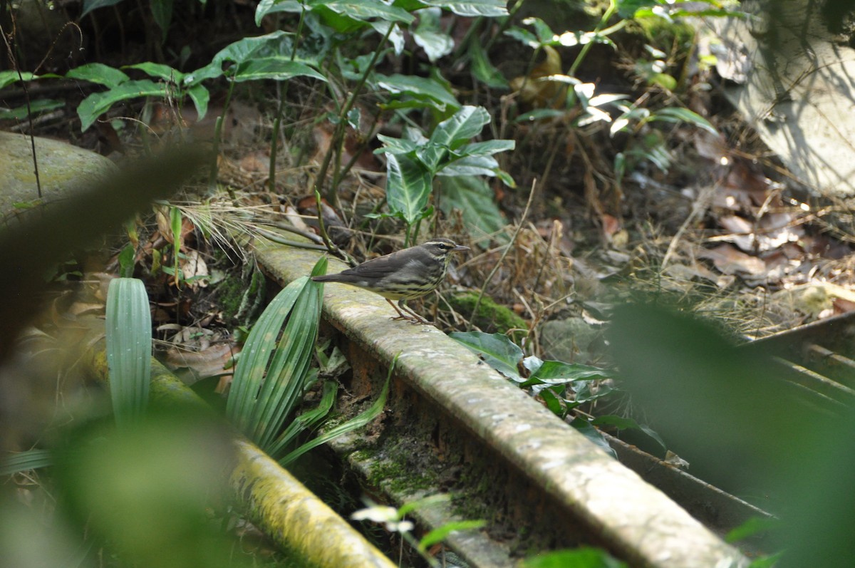 נחלית צפונית - ML647152171