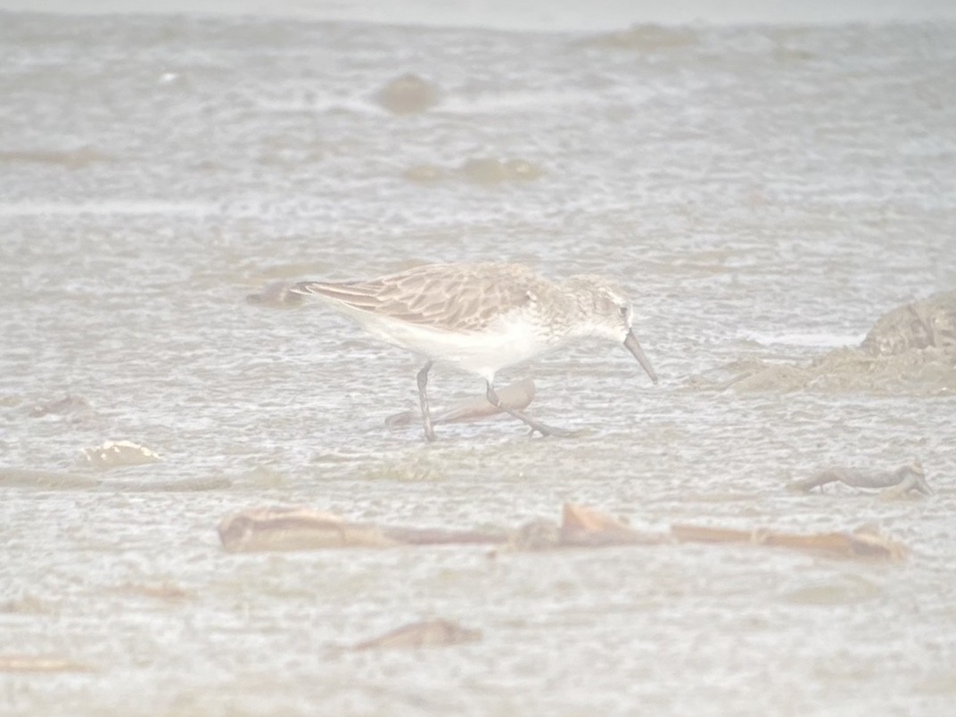 Gambecchio dell'Alaska - ML647152172