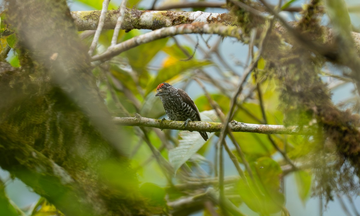 Speckle-chested Piculet - ML647152176