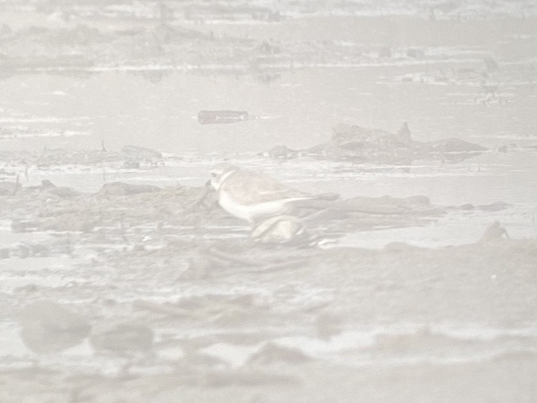 Piping Plover - ML647152182