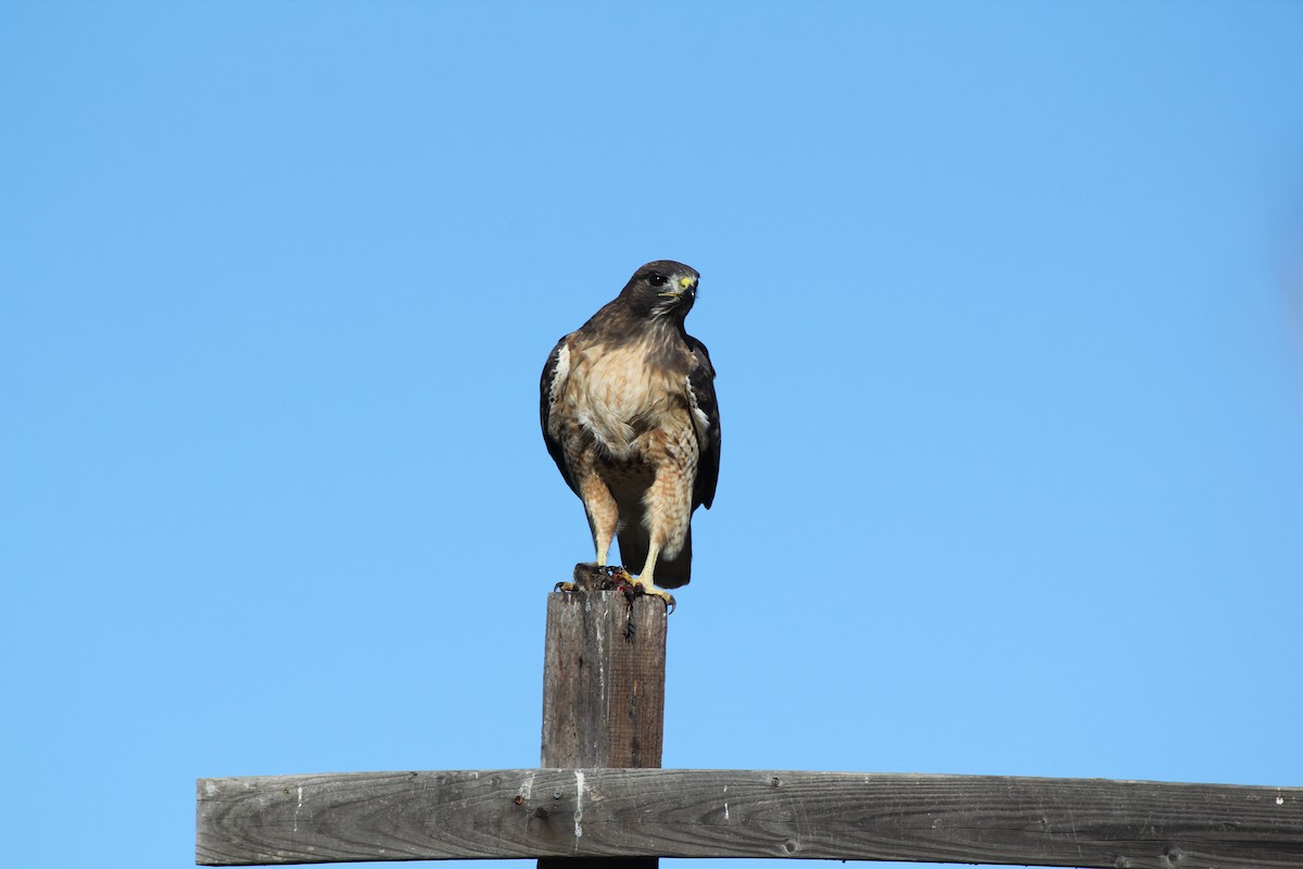 Red-tailed Hawk - ML647152183