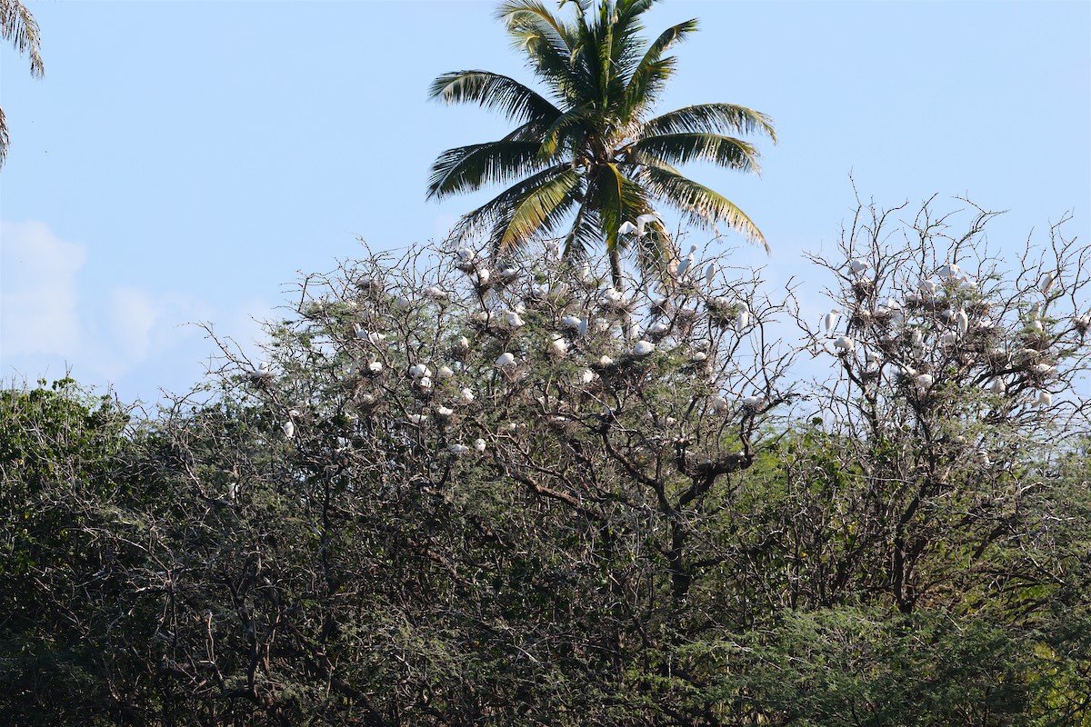 Western Cattle-Egret - ML647152184