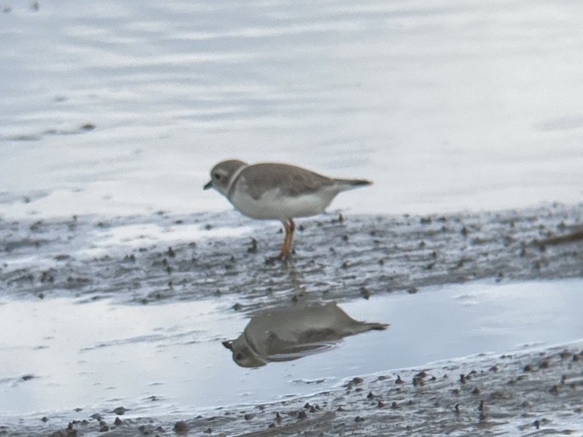 Piping Plover - ML647152185