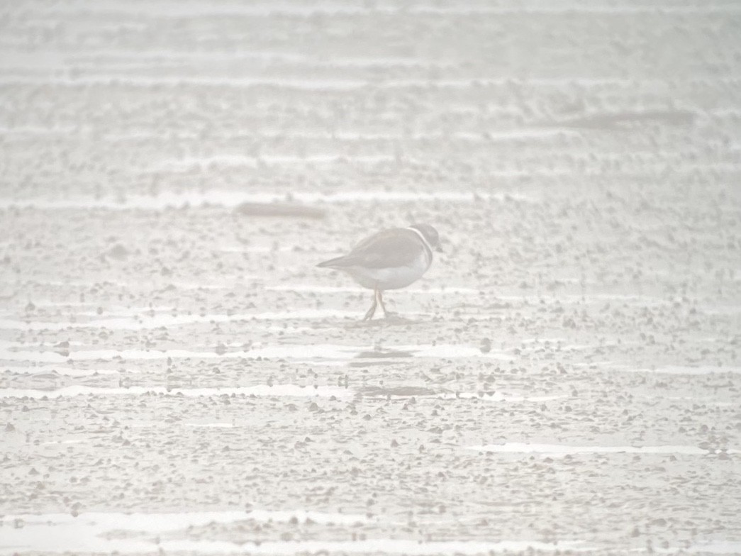 Semipalmated Plover - ML647152186