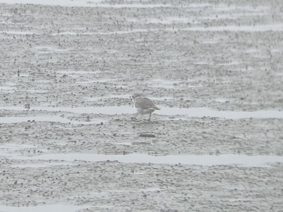 Piping Plover - ML647152187