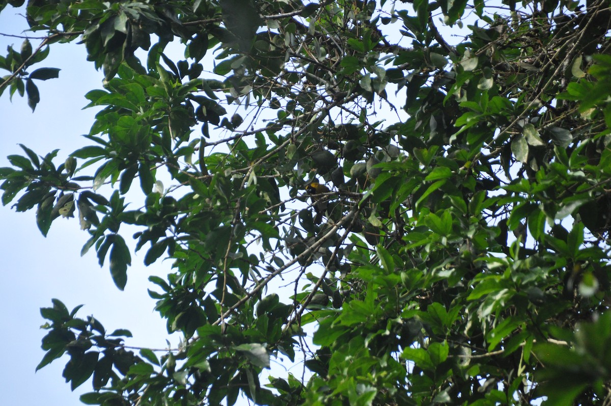 Black-faced Grosbeak - ML647152196