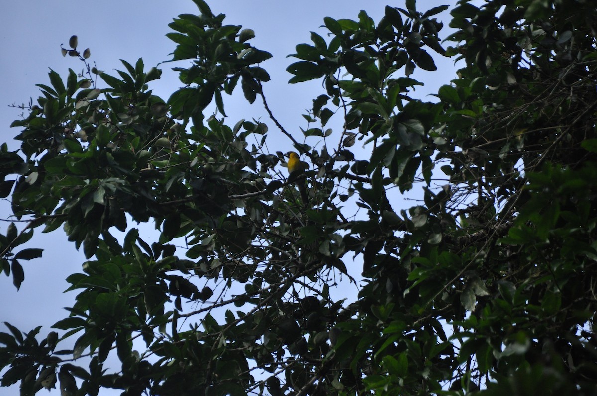 Black-faced Grosbeak - ML647152197