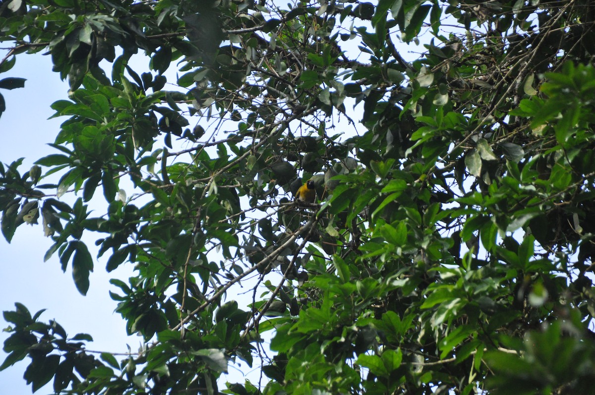 Black-faced Grosbeak - ML647152198