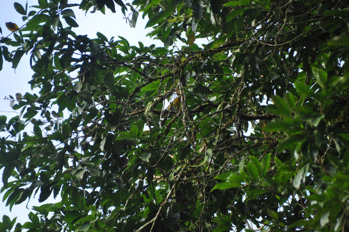 Black-faced Grosbeak - ML647152199