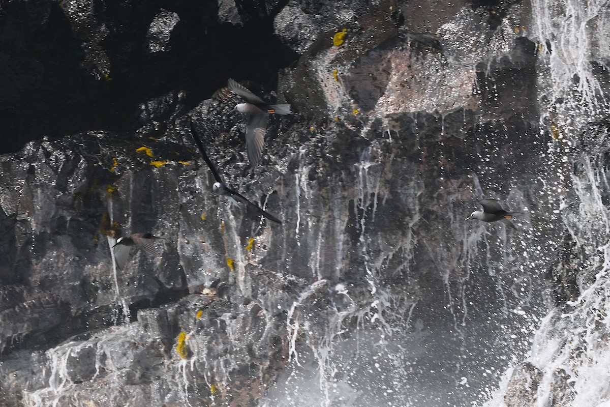 Black Noddy (melanogenys) - ML647152200