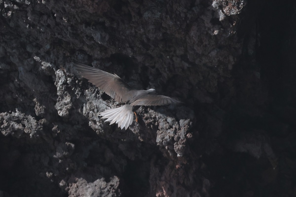 Black Noddy (melanogenys) - ML647152203