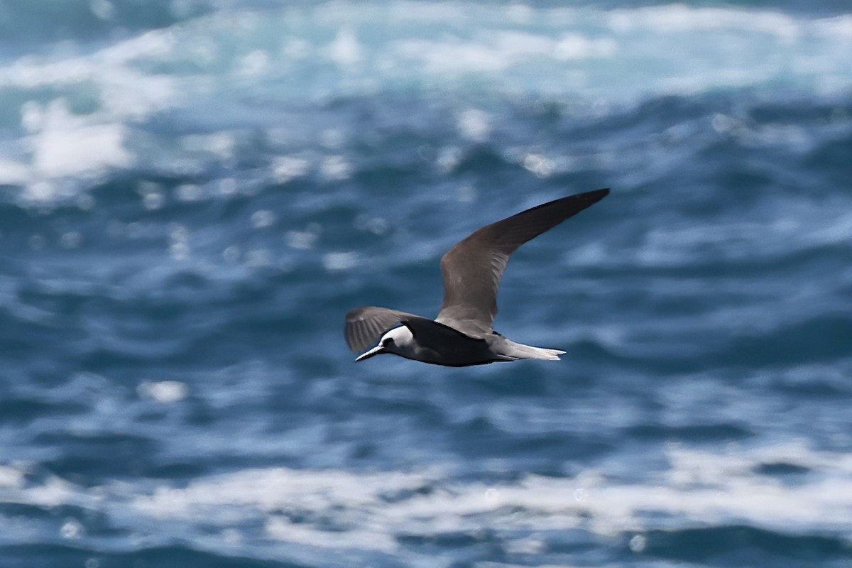 Black Noddy (melanogenys) - ML647152208