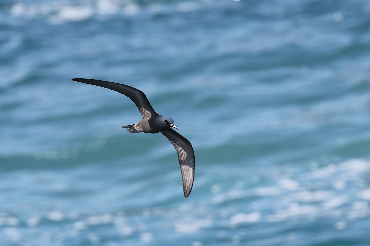 Black Noddy (melanogenys) - ML647152211