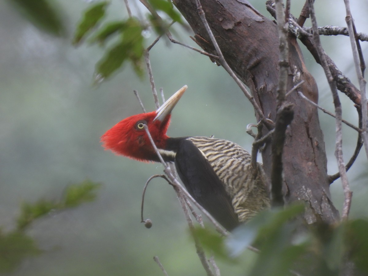 Pale-billed Woodpecker - ML647152215