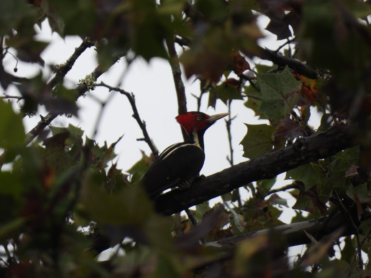 Pale-billed Woodpecker - ML647152216