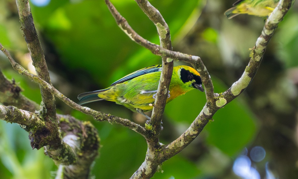 Green-and-gold Tanager - ML647152220