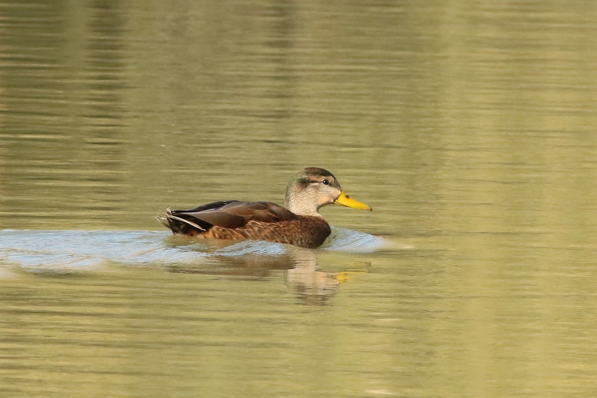Кряква x Мексиканская кряква (гибрид) - ML647152222