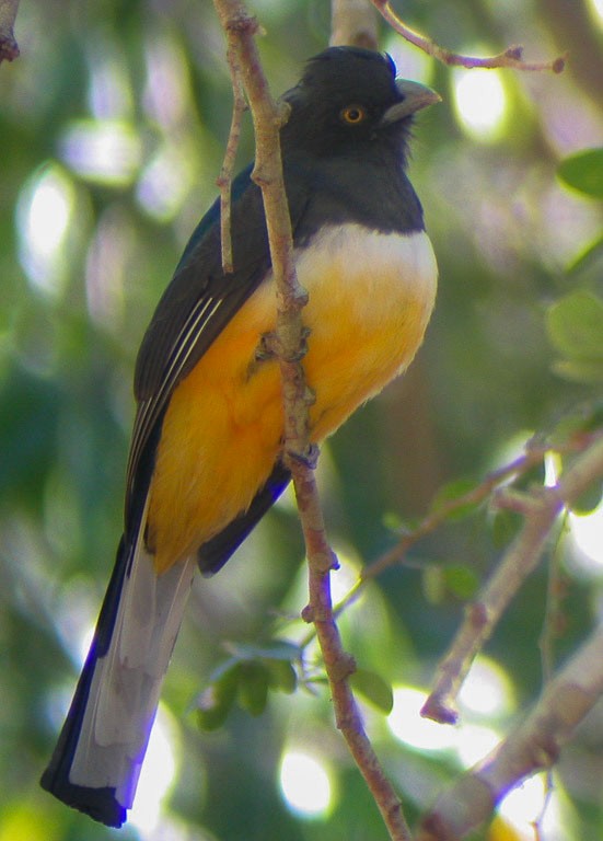 Citreoline Trogon - ML647152233